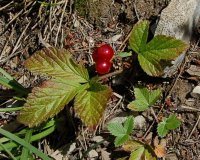 Stone Bramble rubus saxatilis